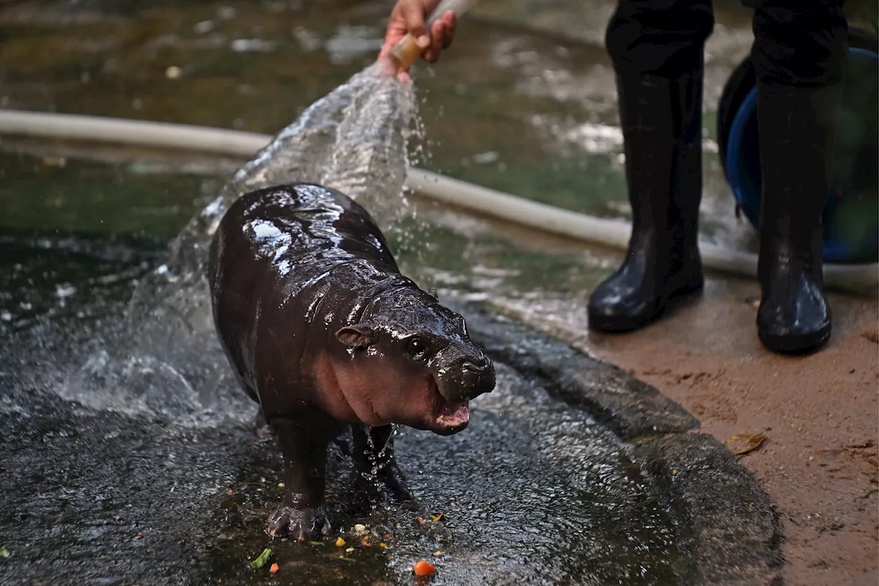 Baby pygmy hippo Moo Deng is a TikTok star, but her keepers are worried