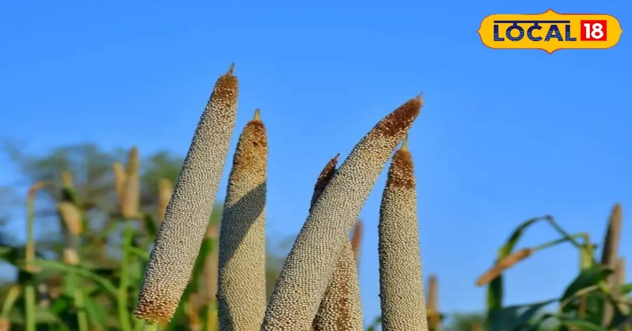 Millet Farming: किसानों को करनी है दोगुनी कमाई, तो मोटे अनाज की करें खेती, मार्केट में है खूब डिमांड