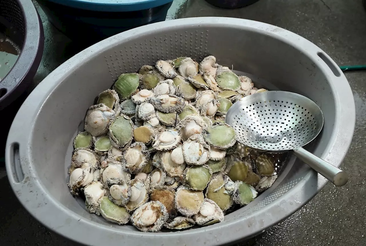 Western Cape police seize abalone worth more than R10 million in Athlone