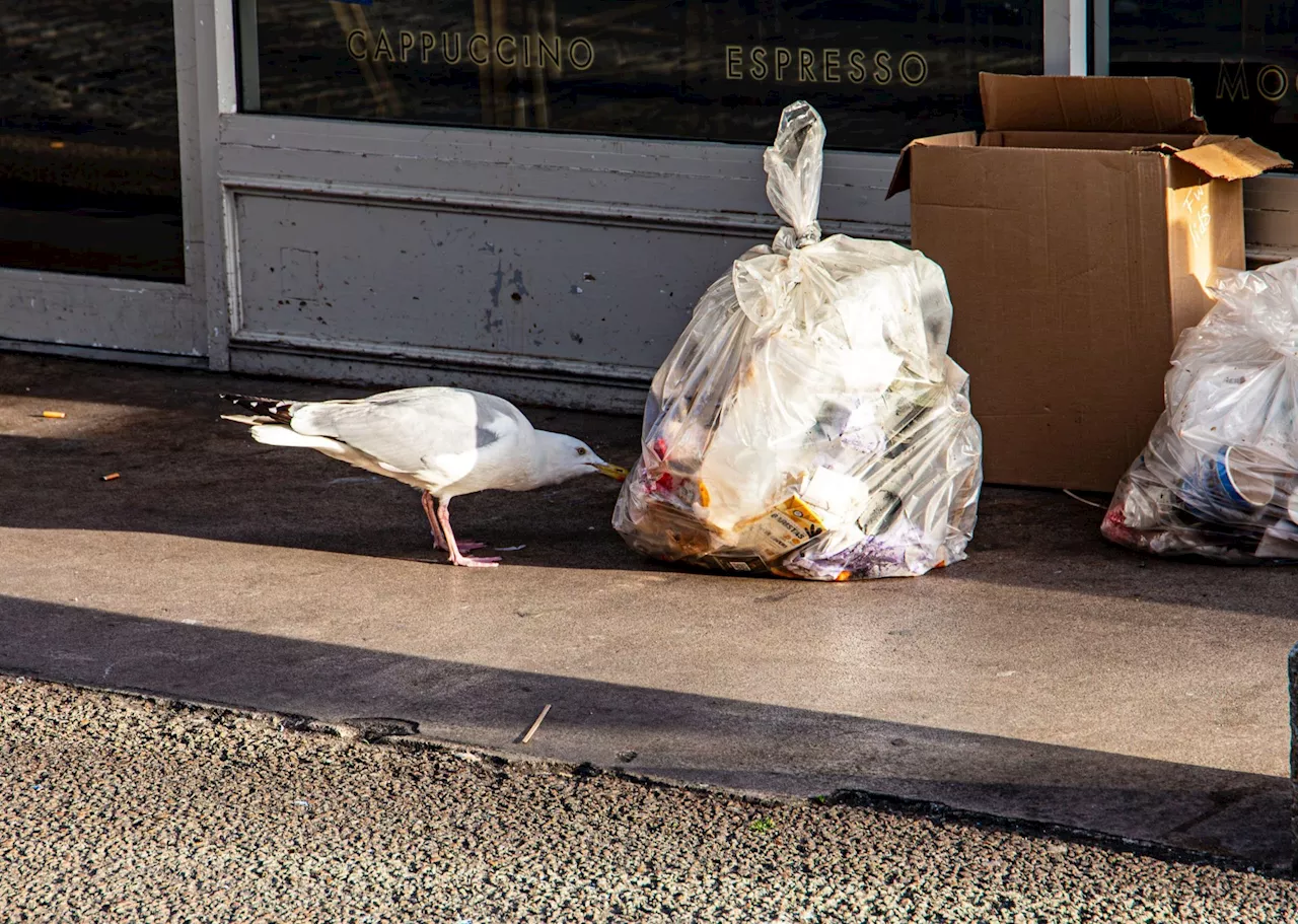 Ban on plastic bags for Dublin businesses rolling out from today