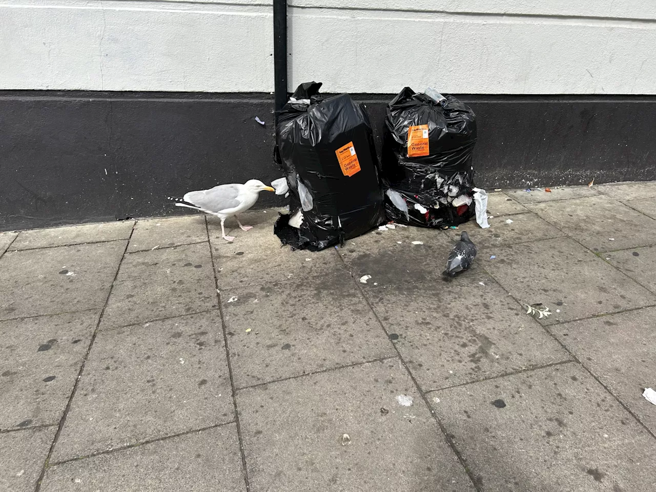 'We don’t have a plan' - Cllr predicts chaos after Council's bin bag ban