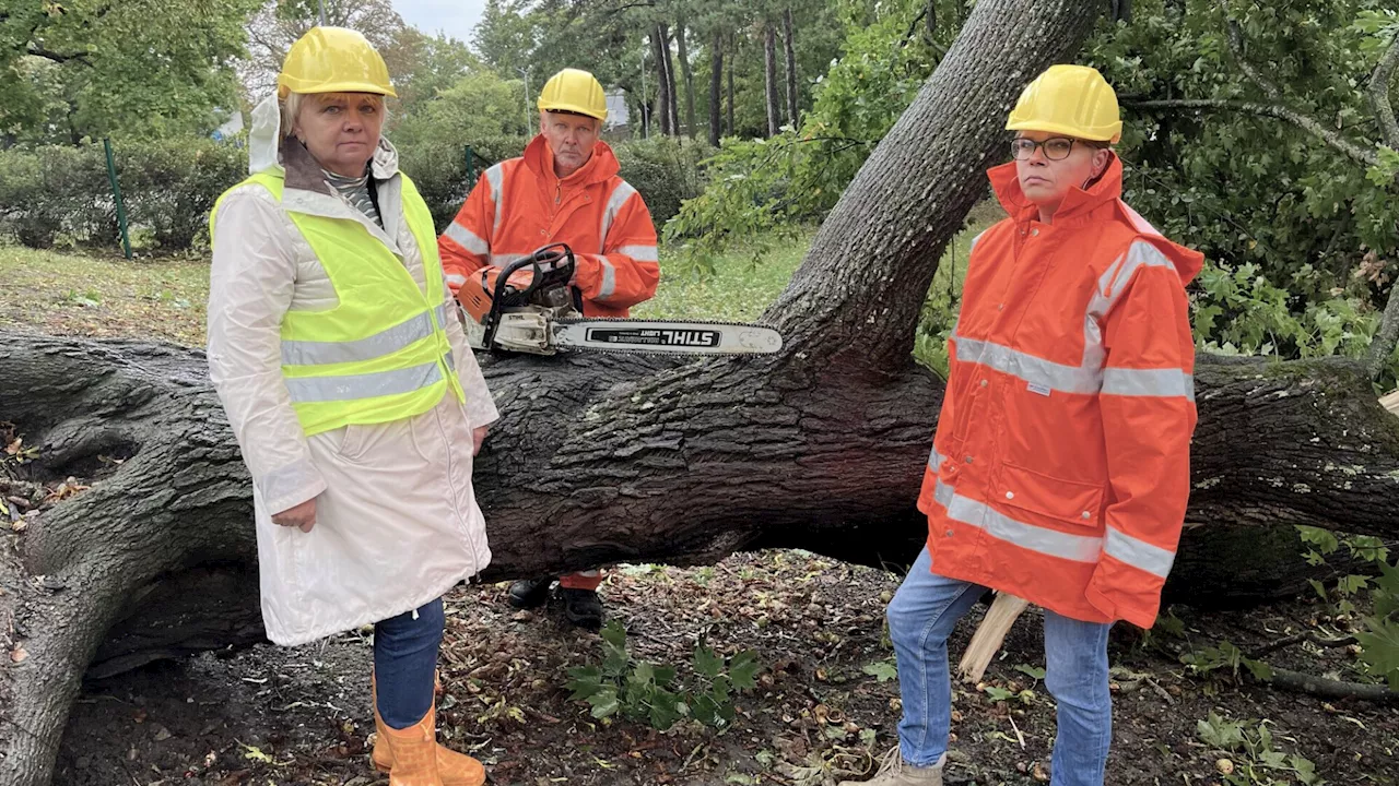 30 Bäume im Perchtoldsdorfer Park fallen