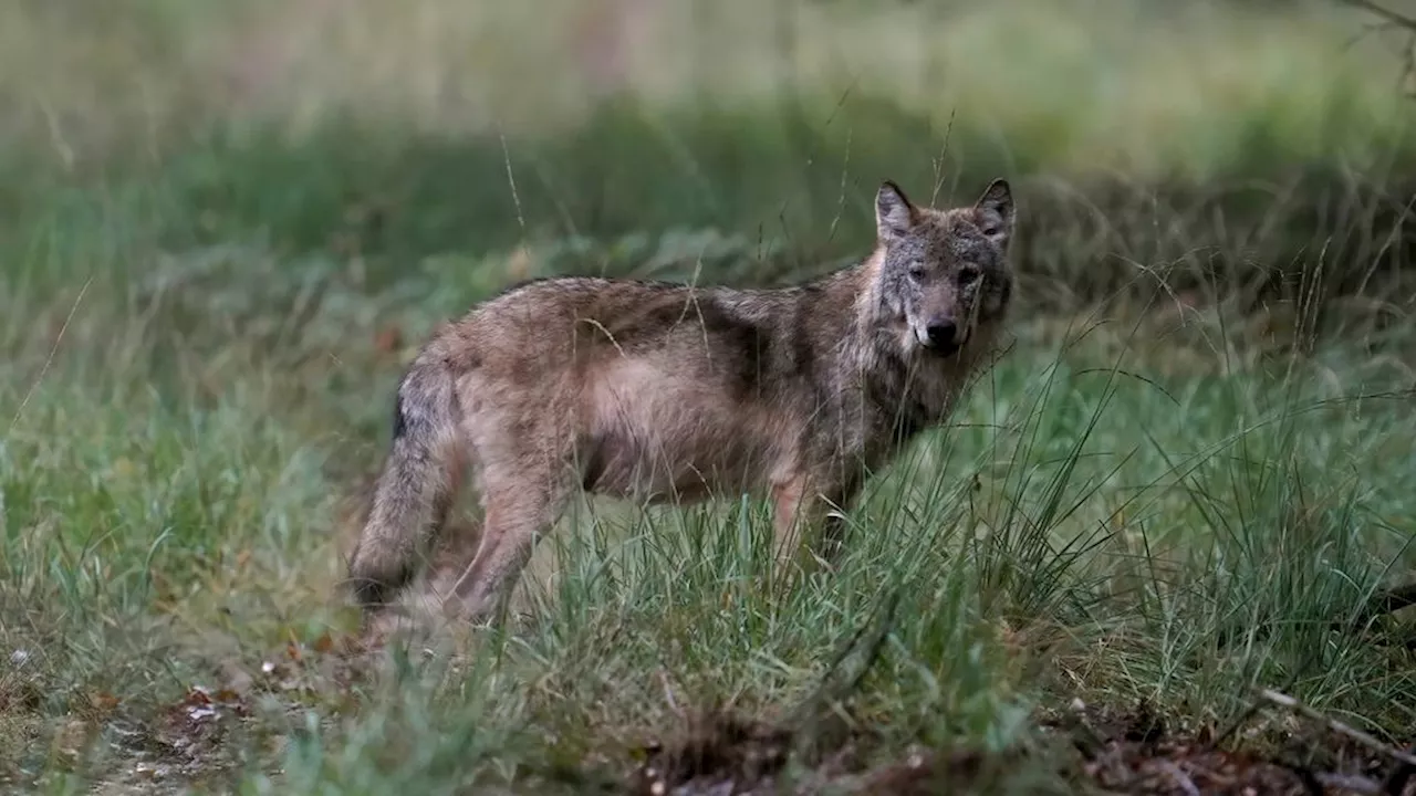 Provincie Utrecht mag wolf voorlopig nog niet vangen en zenderen