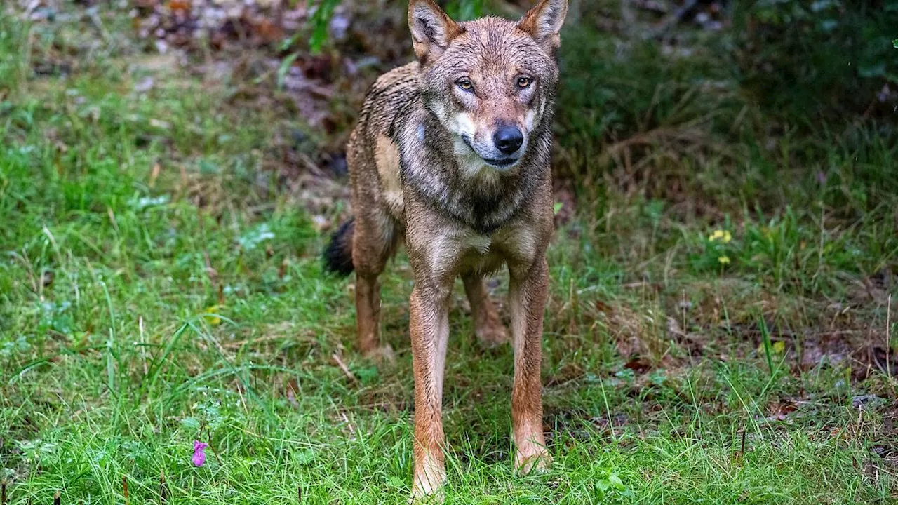 Hessen: Landesamt registriert 46 Wolfsangriffe auf Nutztiere