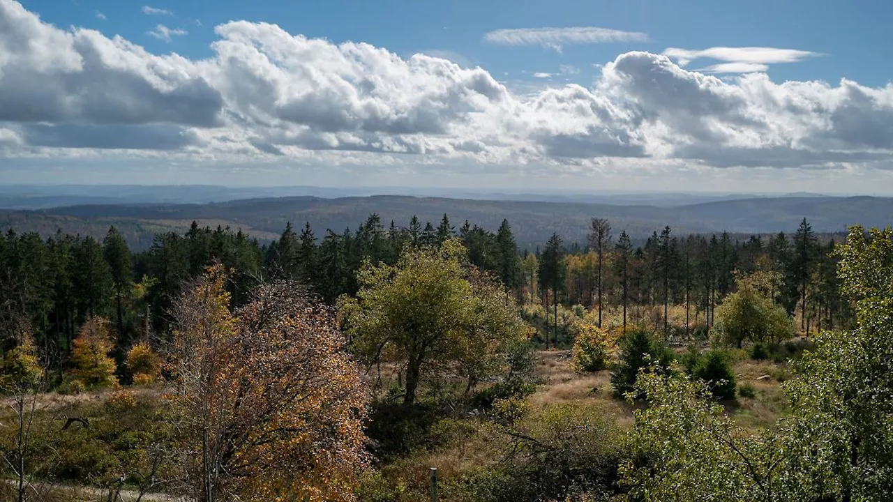 Rheinland-Pfalz & Saarland: Weniger Borkenkäfer im Nationalpark Hunsrück-Hochwald