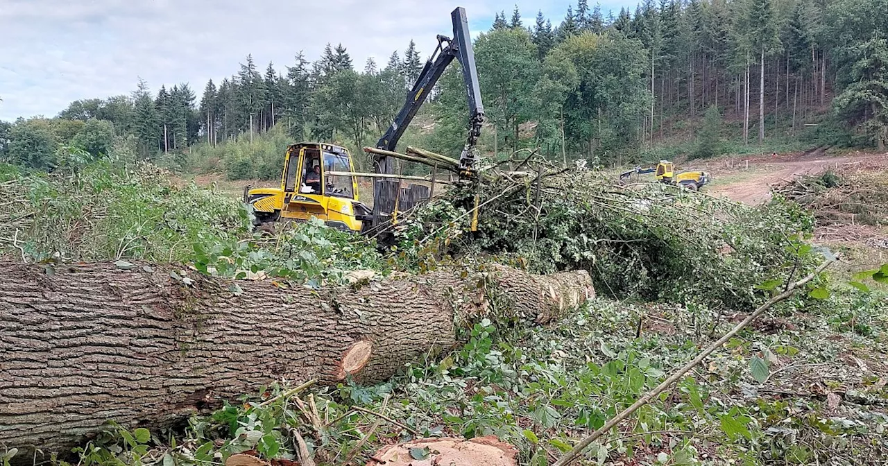 Spaziergänger entsetzt über Kahlschlag: Große Waldfläche in Bielefeld abgeholzt