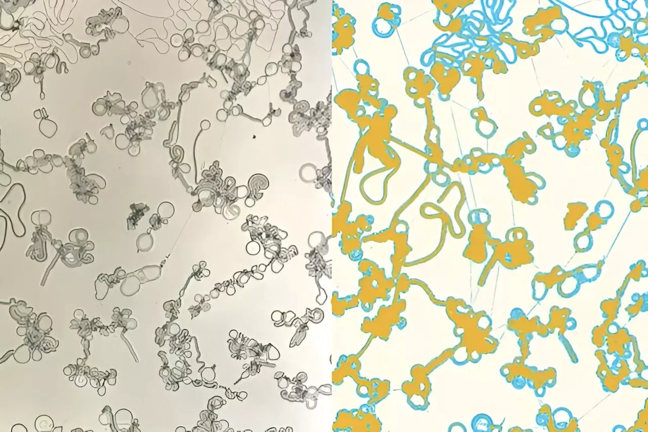 Beyond displays: Liquid crystals in motion mimic biological systems