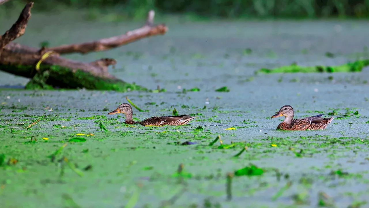 Monitoring the health of lakes through the microbes that live in them