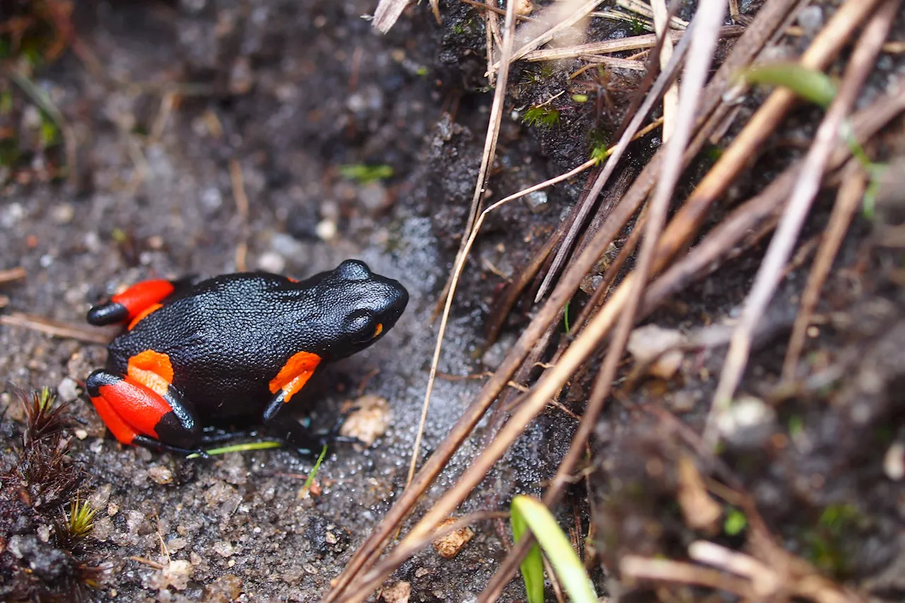 Urgent conservation efforts needed: Possible extirpation of the threatened Malagasy poison frog Mantella cowanii