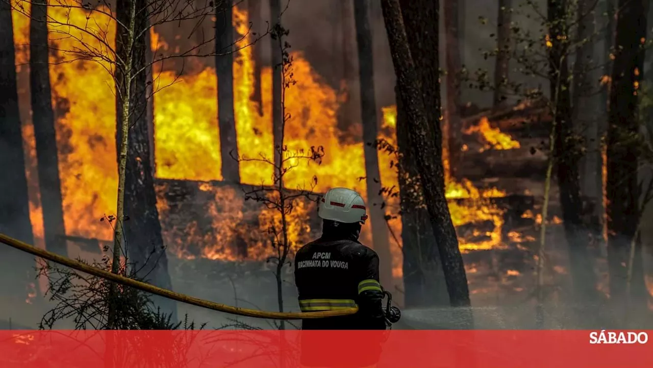 Dez mil hectares ardidos entre a Área Metropolitana do Porto e Aveiro