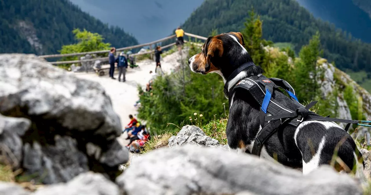 Wandern mit Hund: Darauf sollten Urlauber achten