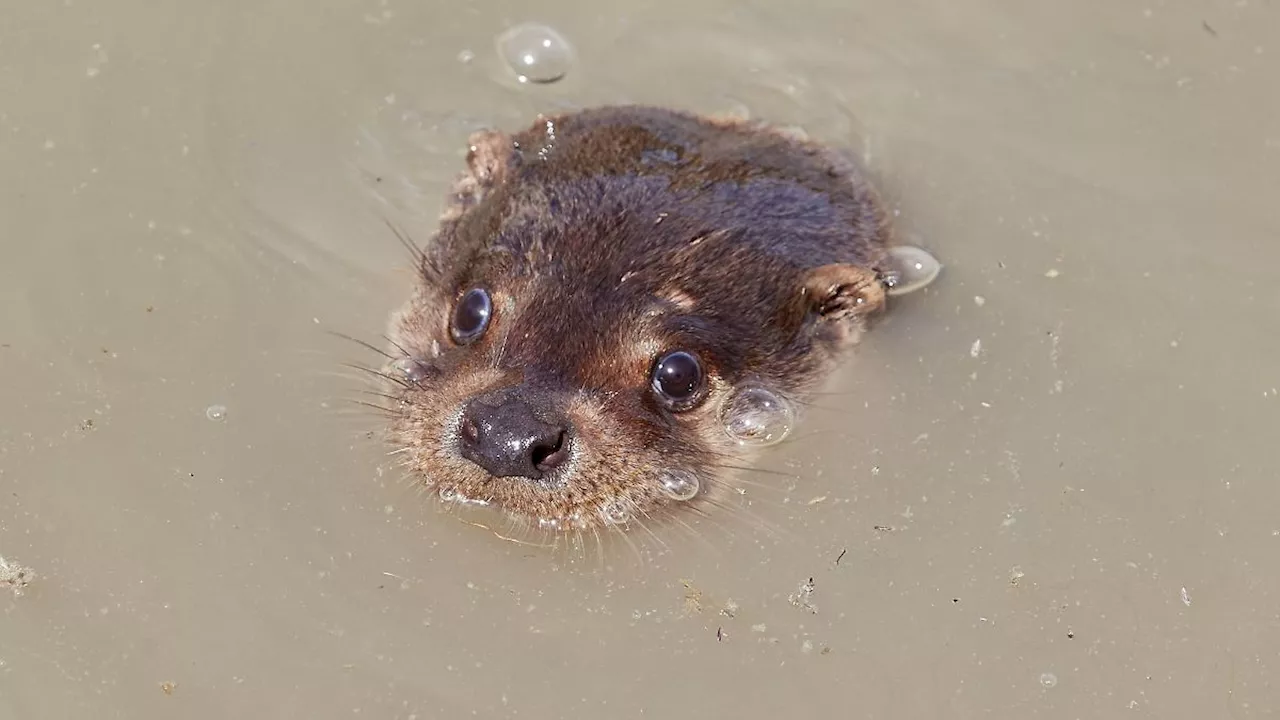 Flussotter greift Kind am Bremerton Hafen an