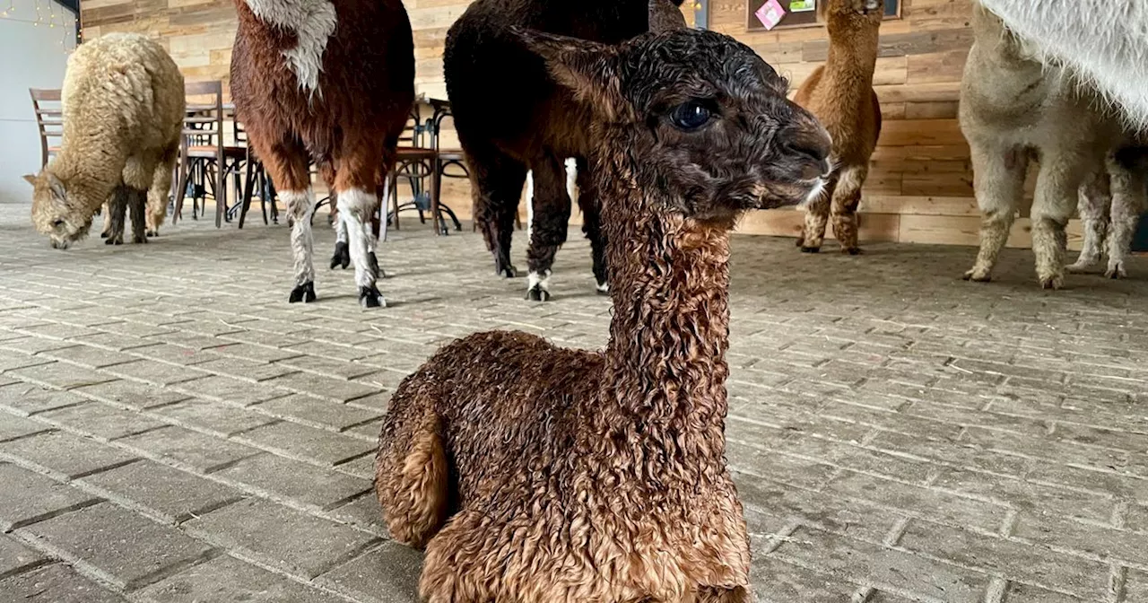 Expeditie Nederland: wandelen met alpaca's in Tiendeveen