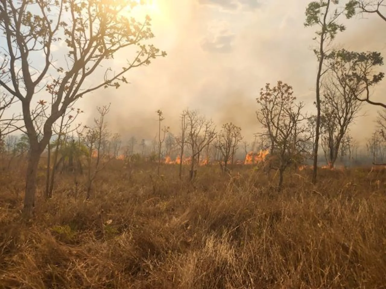 Sobe para 2 mil hectares área consumida pelo fogo no Parque Nacional de Brasília