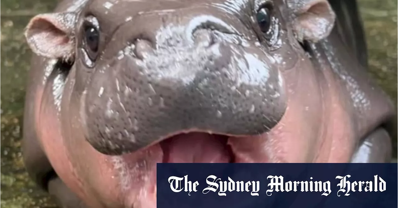 Adorable baby hippo goes viral, but some zoo visitors are unkind to little Moo Deng