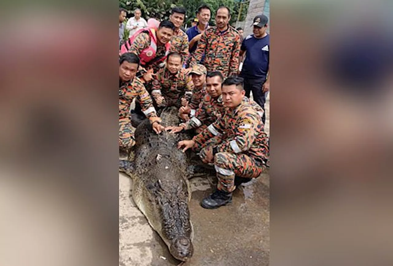 Fifth crocodile caught as search for missing Kota Marudu man goes on