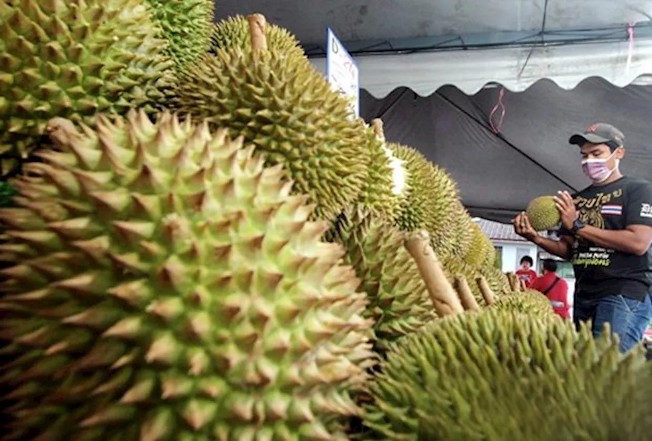 Musang King durians face flavour controversy