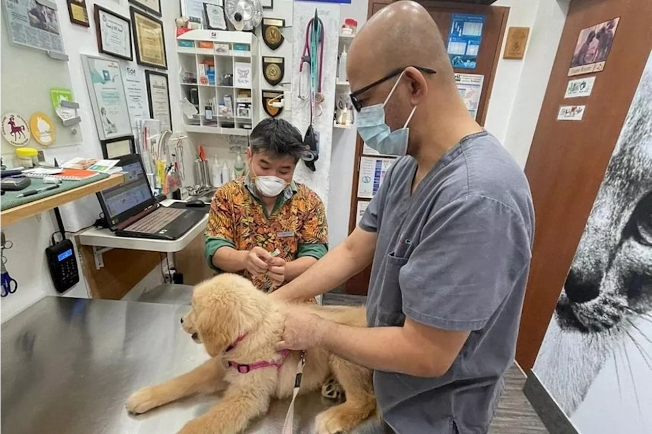 Rising cost of vet medicine in Singapore: How much do you need to have a pet?