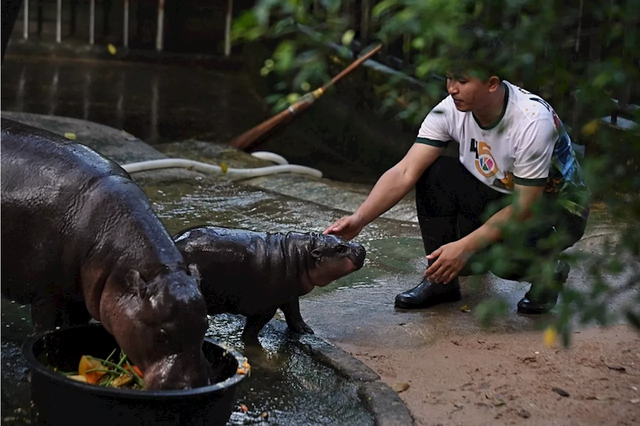 Thai baby hippo internet star Moo Deng draws thousands, overwhelming zoo