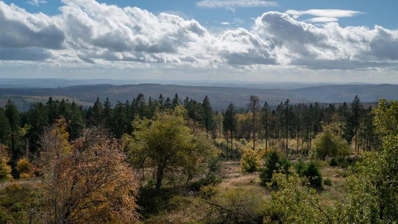 Borkenkäfer: Weniger Borkenkäfer im Nationalpark Hunsrück-Hochwald