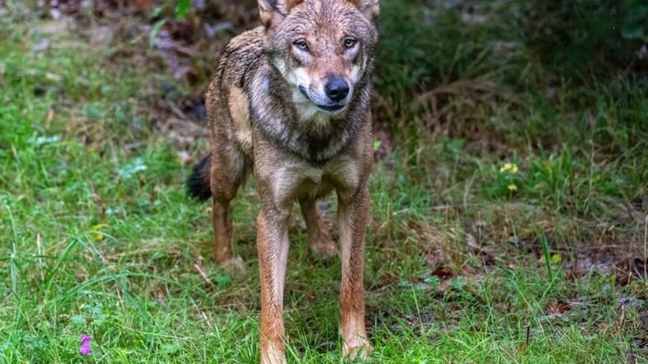 Umwelt: Landesamt registriert 46 Wolfsangriffe auf Nutztiere