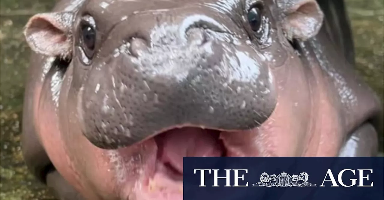 Adorable baby hippo goes viral, but some zoo visitors are unkind to little Moo Deng