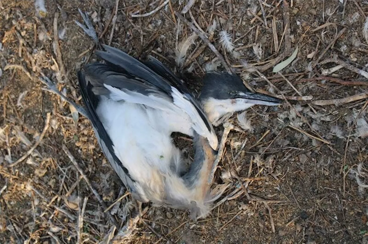 Mass bird deaths at Florida Lake