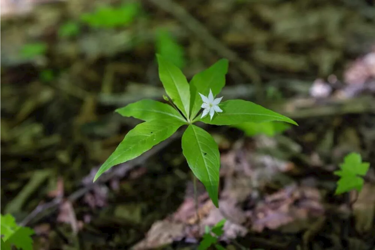 Hikers' photos aid study of how climate change is transforming the Appalachian Trail