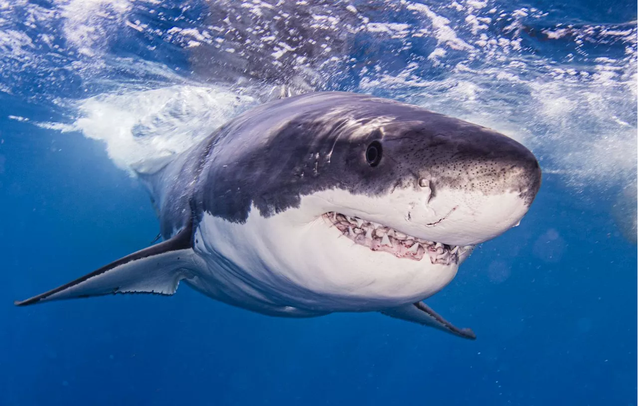 Une touriste allemande décède après une attaque de requin au large des Canaries