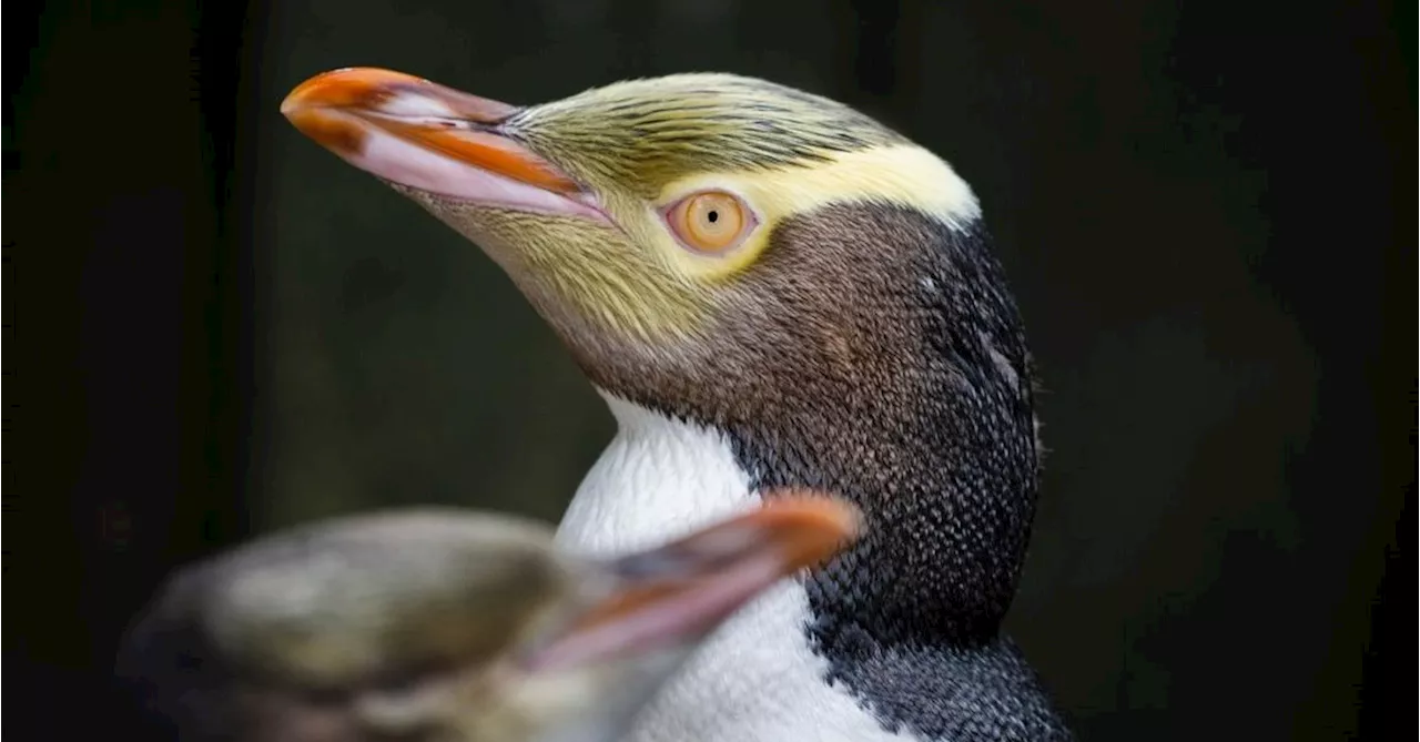 Rare and shy yellow-eyed penguin wins New Zealand's Bird of the Year