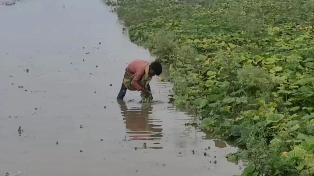 मिर्जापुर-सीतापुर से मथुरा तक...यूपी के कई शहरों में बाढ़-बारिश का कहर, किसानों की फसल चौपट, देखें ग्राउंड हालात