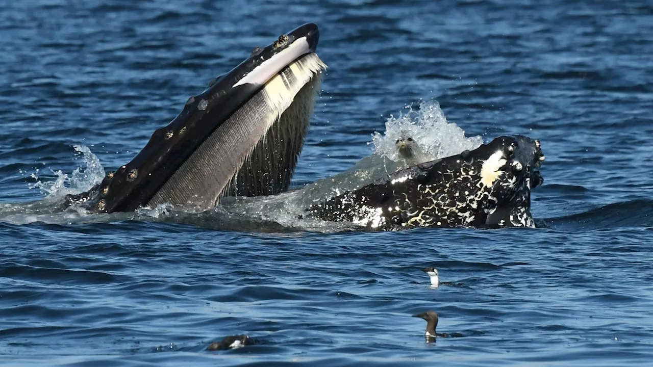 A bewildered seal found itself in the mouth of a humpback whale