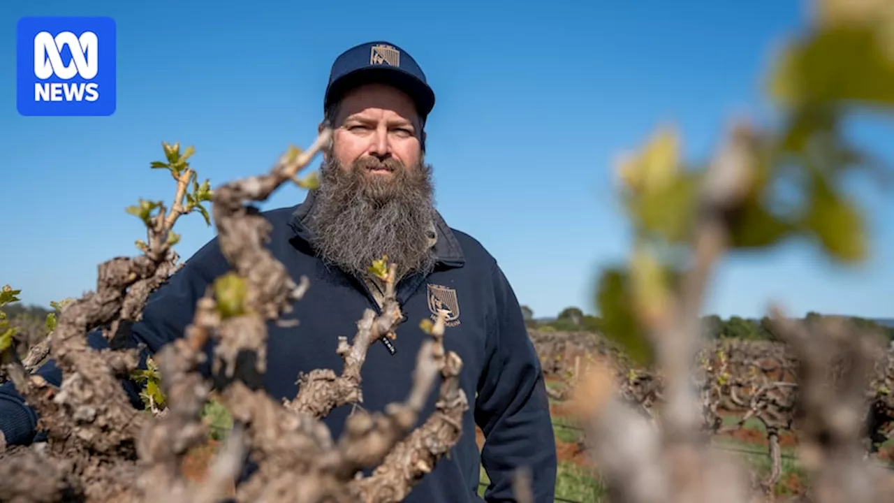 Frosts have wiped out crops across some of Australia's premier wine regions, including the Barossa and Riverland