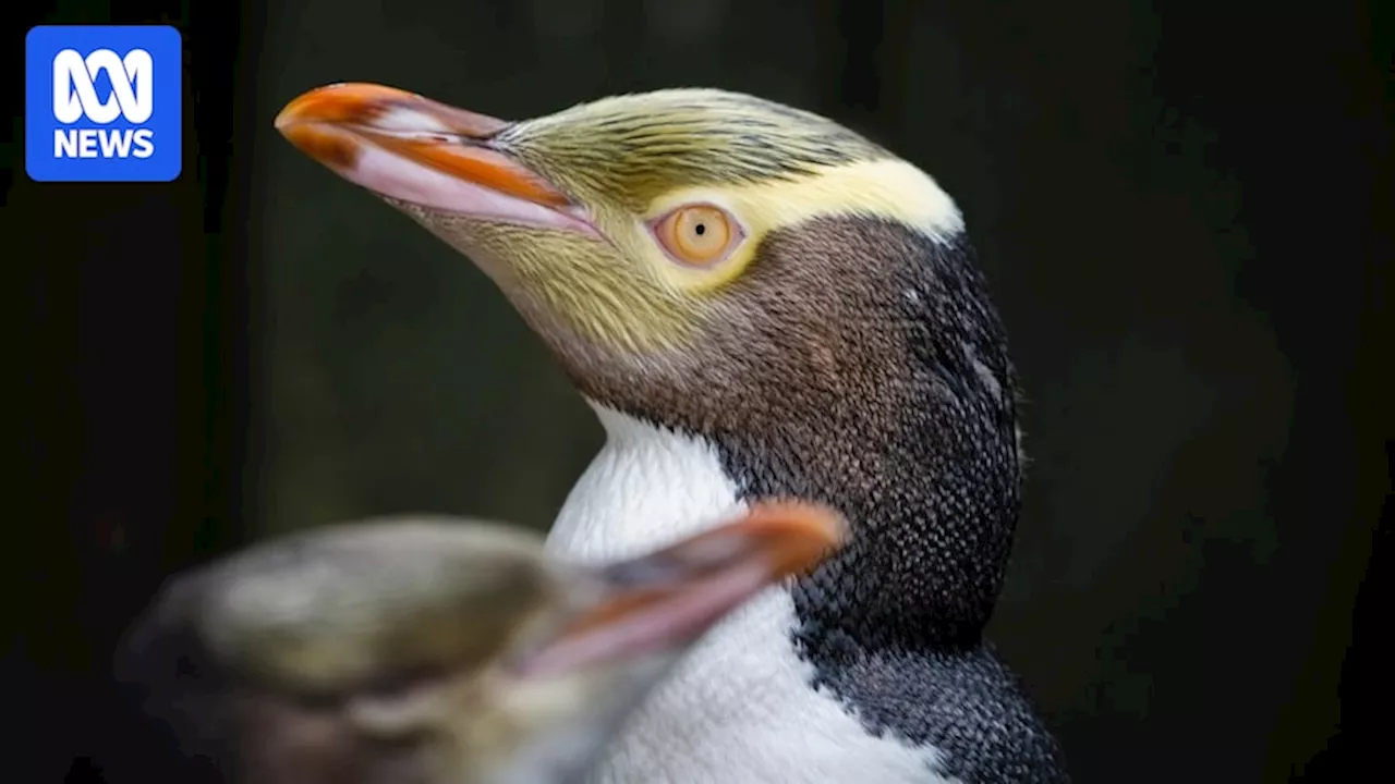 Shy shouting hoiho penguin soars to win New Zealand's 2024 Bird of the Year contest