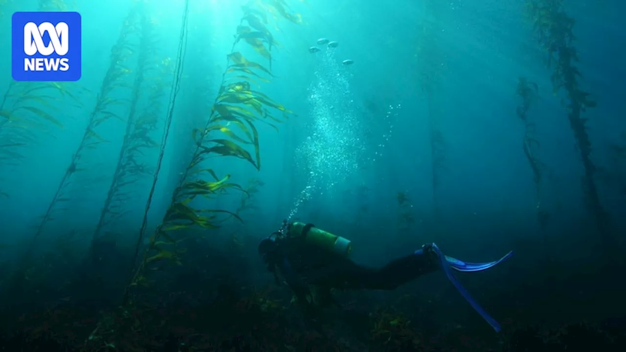 Tasmania's first State of the Environment report in 15 years warns of 'escalating' challenges