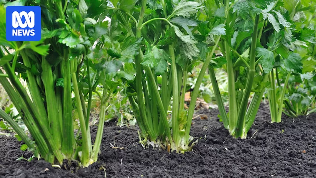 Unpaid wages left celery farm migrant workers 'frightened', Ombudsman says