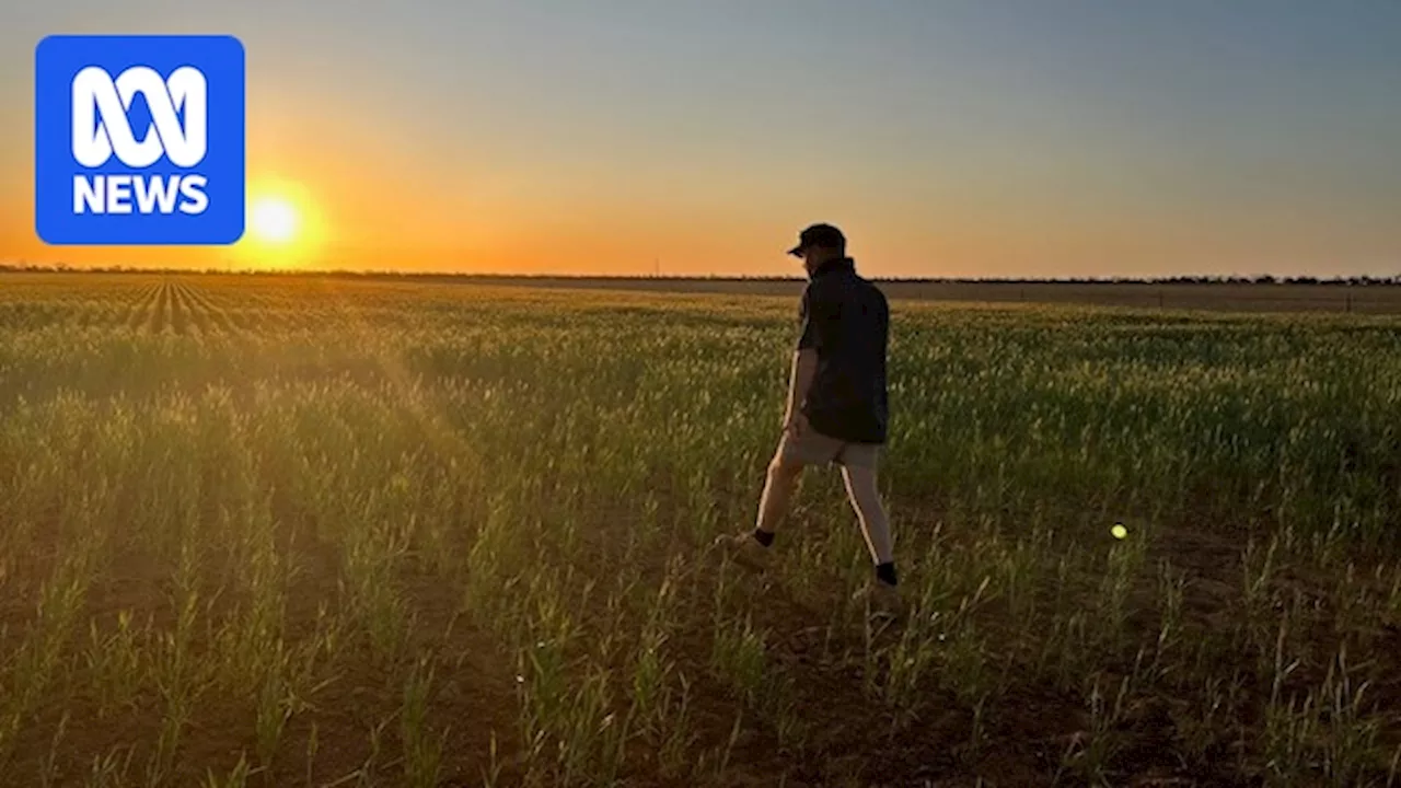 Victorian and South Australian farmers face tough decisions as crops fail