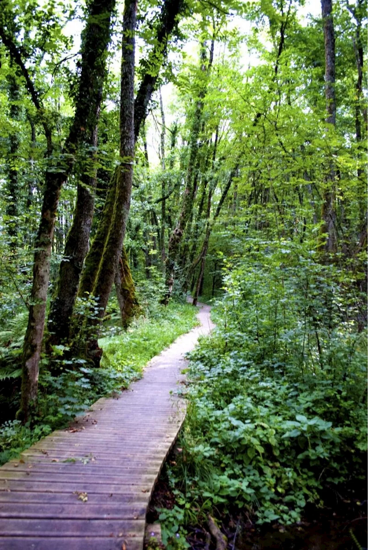 Idée rando dans l'Ain : découvrez les marais des Bidonnes, au départ de Divonne-les-Bains