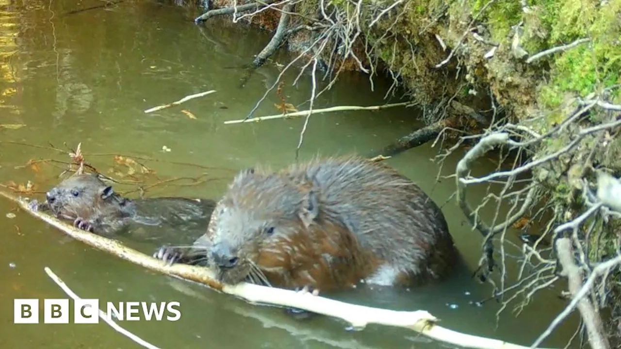 Hampshire: Baby beavers born at Ewhurst Park