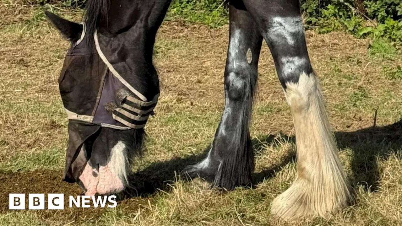 Shire horse rescued from cattle grid in Cornwall