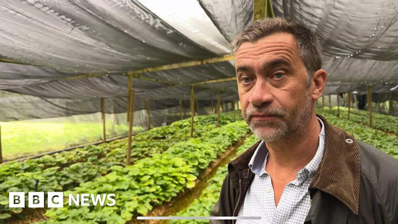 Wine and wasabi: The crop growers battling climate change