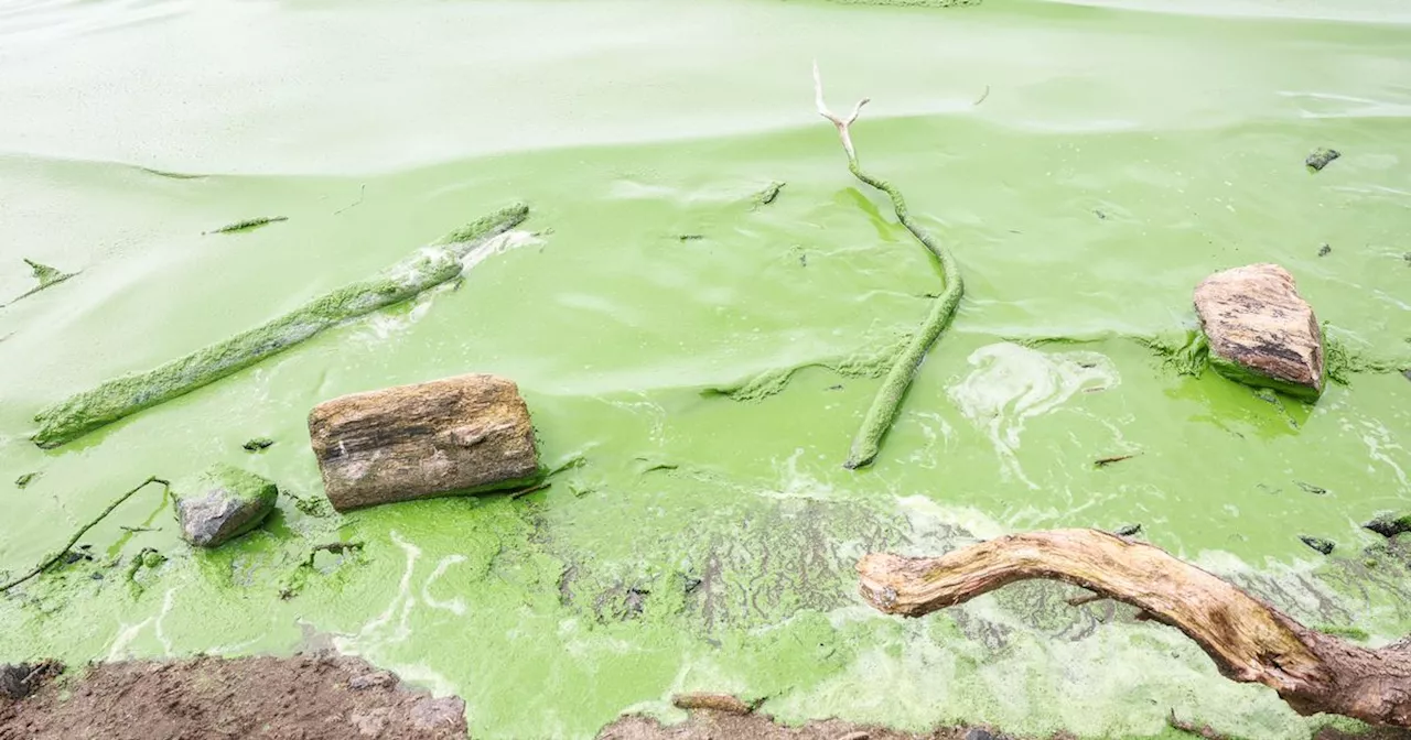 Toxic algae in Lough Neagh blamed for 'unpleasant' taste of Northern Ireland tap water