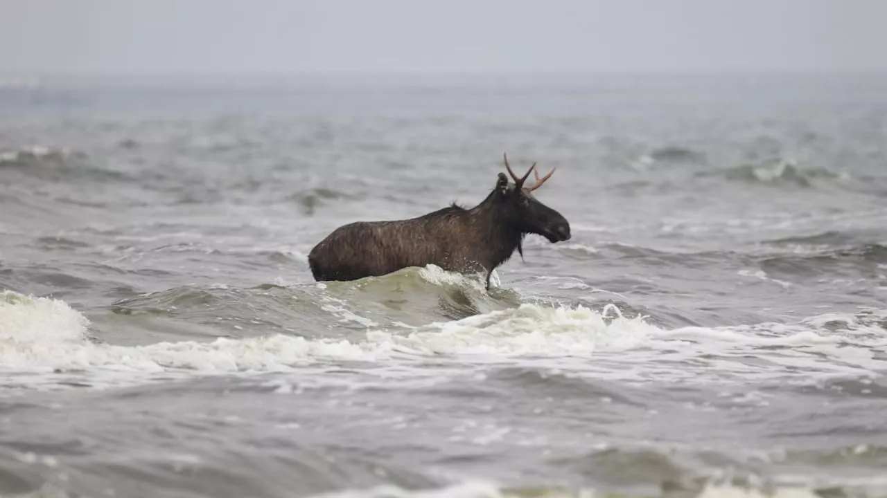 Badespektakel auf Usedom: Steht ein Elch in der Ostsee