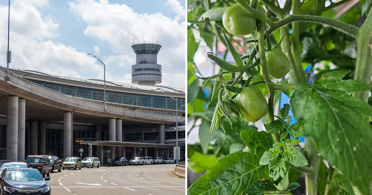 Toronto Pearson International Airport has a mysterious accidental vegetable garden