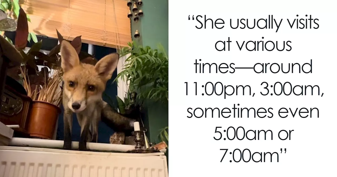 Fox Frequently Sneaks Into Woman’s Home And Sleeps In Her Bed: “It Fills My Heart With Joy”