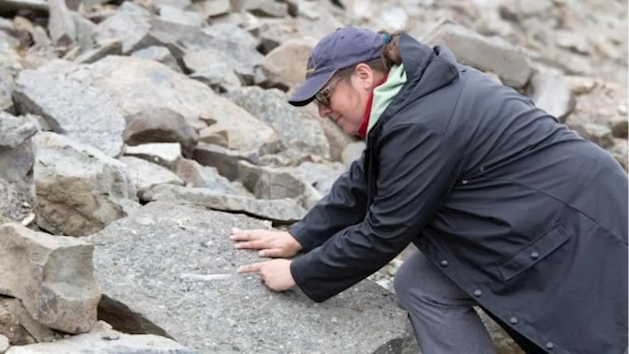 Dozens Of Dinosaur Fossils Found In Remote British Columbia