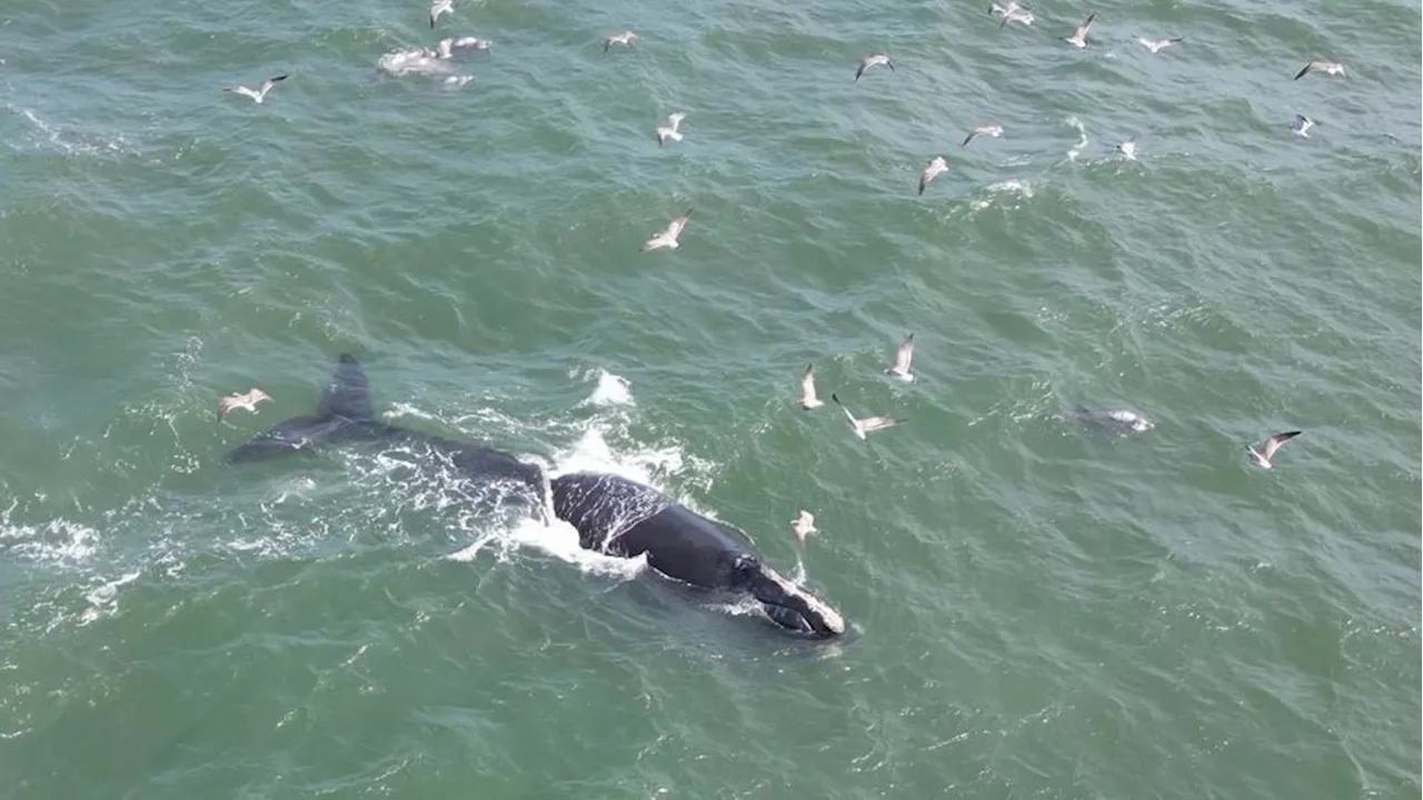  Rare sighting of endangered North Atlantic right whale caught on drone video