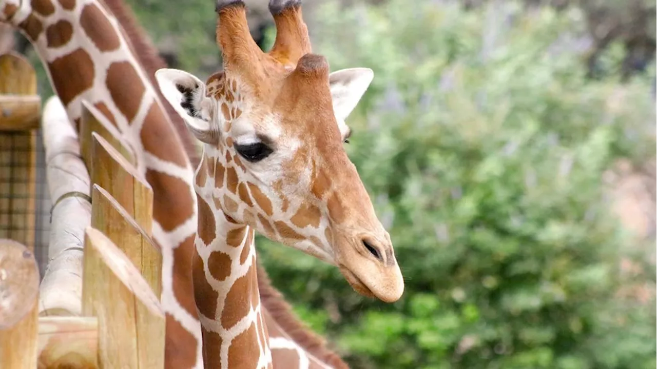 San Antonio Zoo to unveil $3 million Naylor Savanna, a game-changing expansion