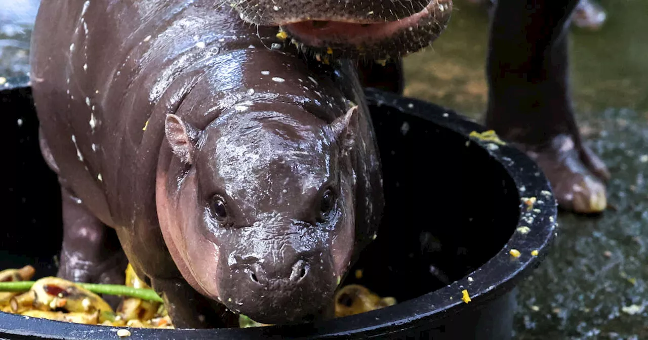 Moo Deng, le bébé hippopotame nain qui rend les internautes dingues et dangereux