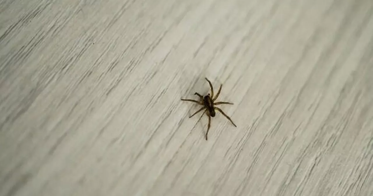 Easy ways to deter spiders from your home this spider season